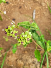 Raphionacme procumbens