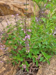 Syncolostemon canescens