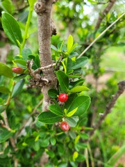 Erythroxylum emarginatum