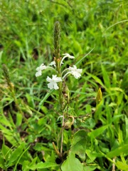 Chascanum hederaceum