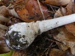 Amanita chrysoblema