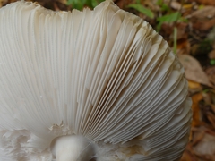 Amanita chrysoblema