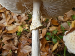 Amanita chrysoblema