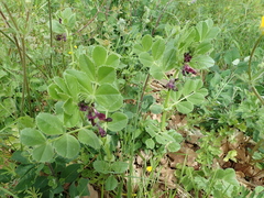 Vicia serratifolia
