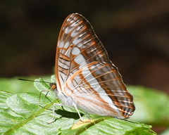Adelpha alala