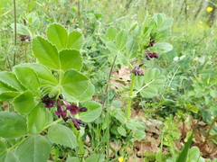 Vicia serratifolia