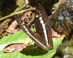 Adelpha alala