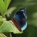 Memphis pasibula - Photo (c) Lepidoptera Colombiana 🇨🇴, algunos derechos reservados (CC BY-NC), subido por Lepidoptera Colombiana 🇨🇴