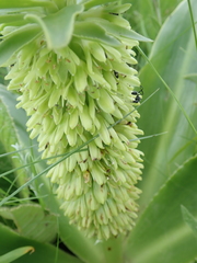Eucomis autumnalis