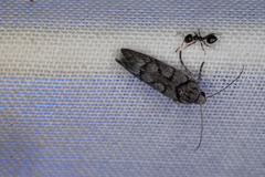 Lichenaula onychodes