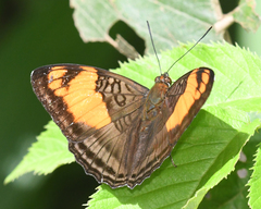 Adelpha mesentina