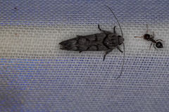 Lichenaula onychodes