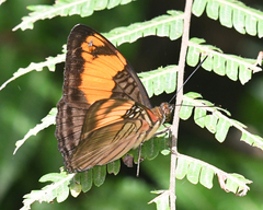 Adelpha mesentina