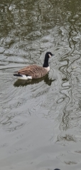 Branta canadensis