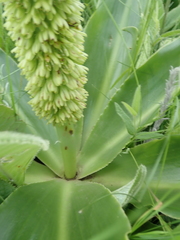 Eucomis autumnalis