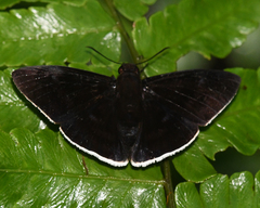 Aethilla eleusinia