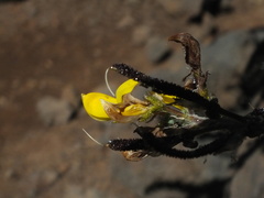 Adenocarpus viscosus image