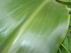 Eucomis autumnalis