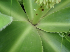 Eucomis autumnalis