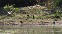 Plegadis falcinellus