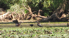 Plegadis falcinellus