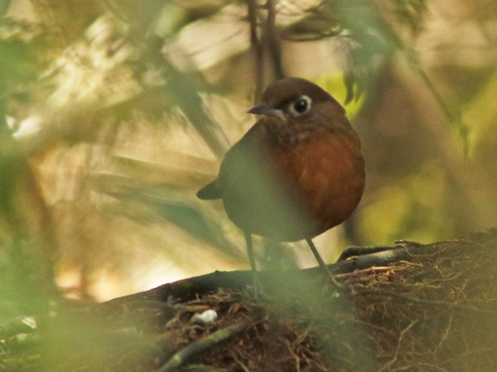 Spot-Throat