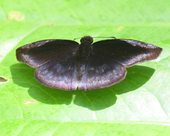 Anastrus neaeris