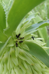 Eucomis autumnalis