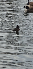 Aythya fuligula
