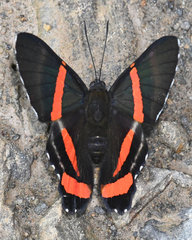Ancyluris colubra