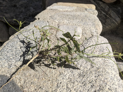 Sisymbrium orientale