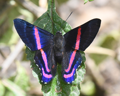 Ancyluris tedea