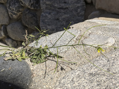 Sisymbrium orientale