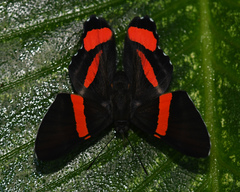 Ancyluris colubra