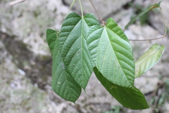 Byttneria grandifolia