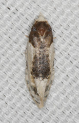 Henricus edwardsiana