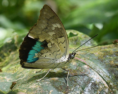 Archaeoprepona demophoon