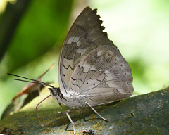 Archaeoprepona demophoon