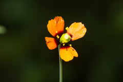 Papaver heterophyllum