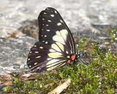 Catasticta sisamnus telasco