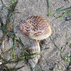 Paratectonatica tigrina