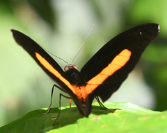 Catonephele acontius