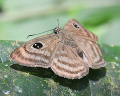 Cyclosemia lathaea