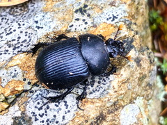 Phelotrupes