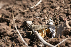 Trimerotropis ochraceipennis