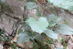 Byttneria grandifolia