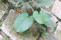Byttneria grandifolia