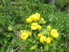 Calceolaria integrifolia