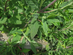 Calceolaria integrifolia