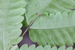 Pteris arisanensis